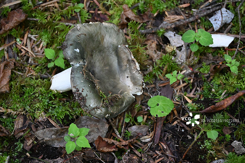 云南省迪庆州德庆县雨崩村-野生青头菌图片素材