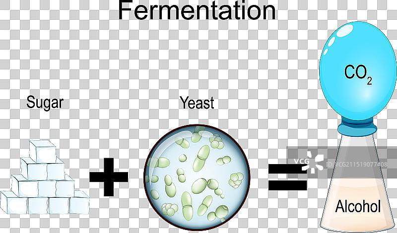 发酵代谢过程图片素材