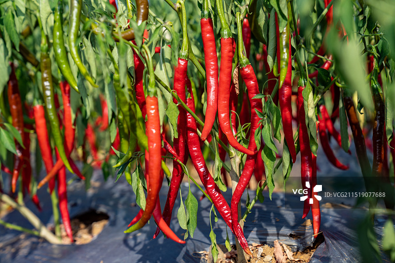 辣椒熟了图片素材
