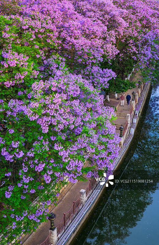 5月初开满蓝花楹的昆明盘龙江步道航拍图片素材