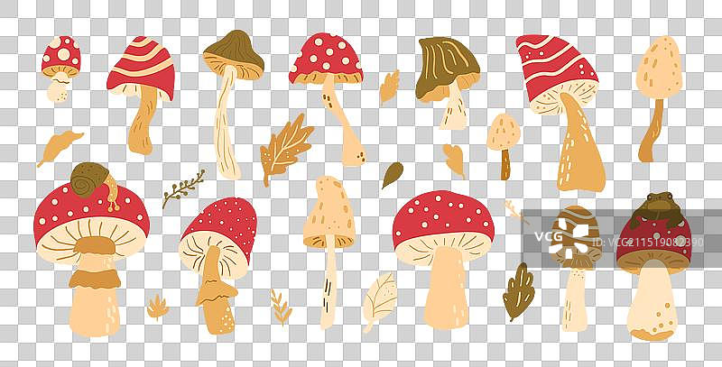 毒蝇伞和蟾蜍菌图片素材