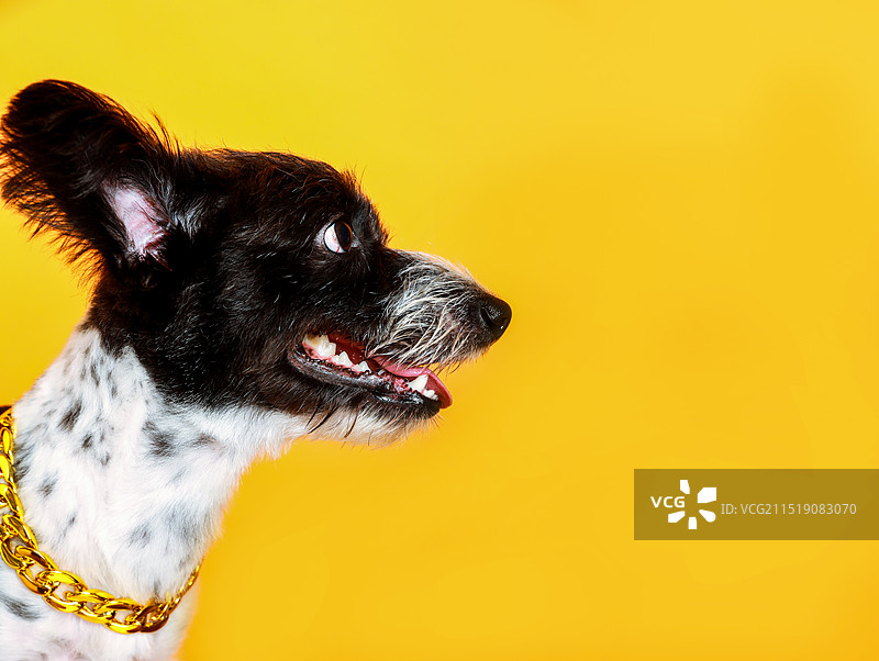 宠物狗图片素材