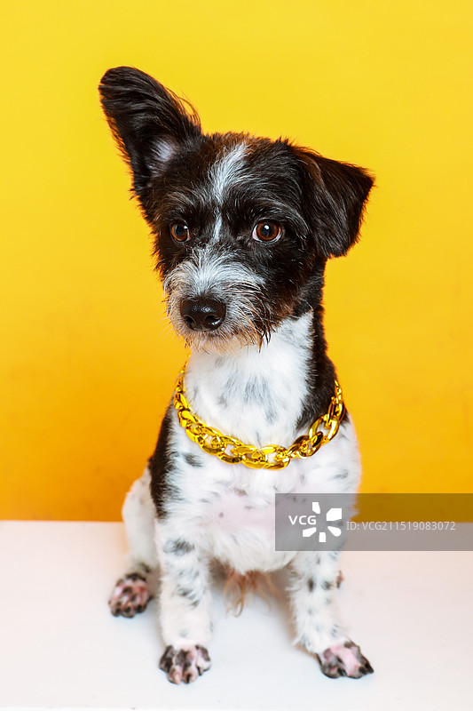 宠物狗图片素材