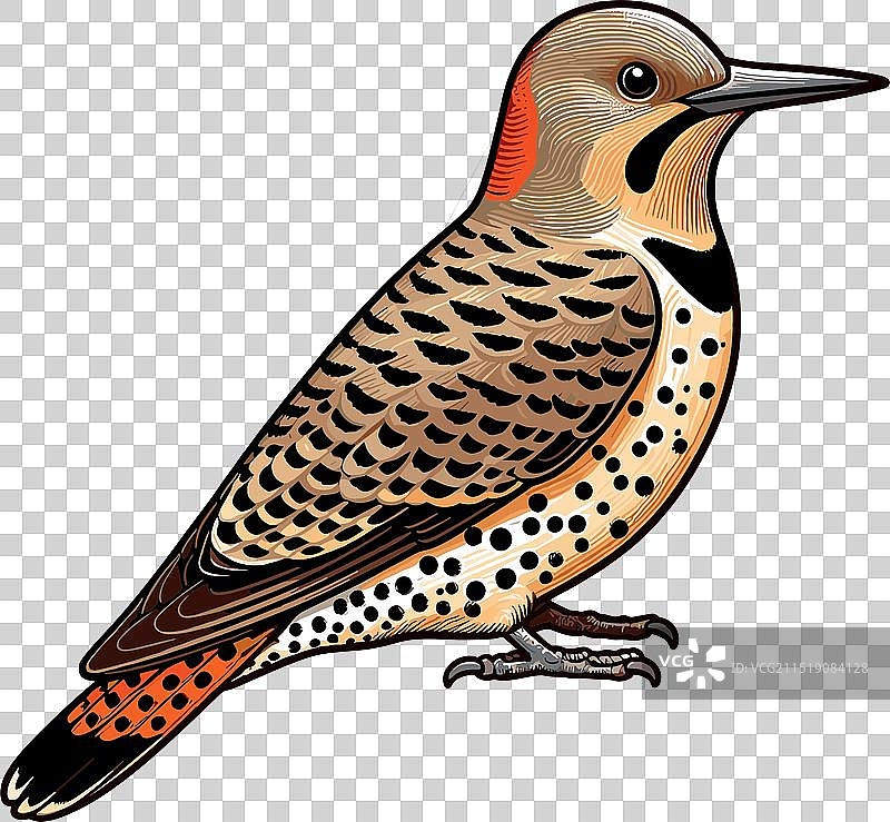 北扑翅鴷（白底）图片素材