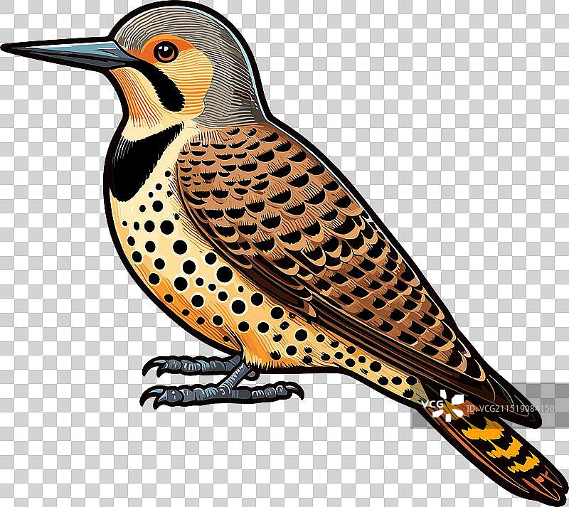 北扑翅鴷（白底）图片素材