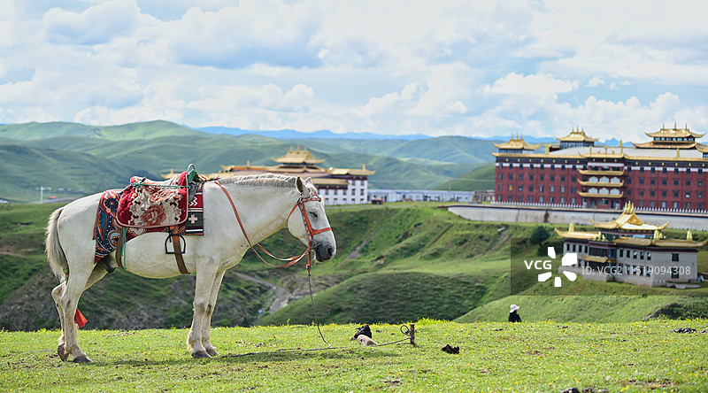 西藏的寺庙与白马图片素材