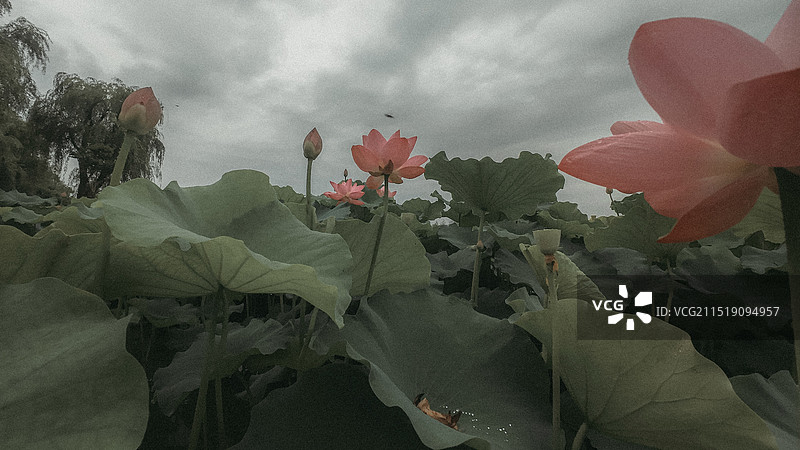 无锡鼋头渚昆虫视角紧贴水面荷塘荷花池中的荷花图片素材