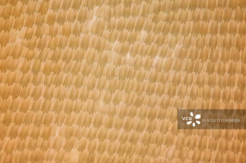 柑橘凤蝶蝶翅膀上的鳞片显微摄影图图片素材