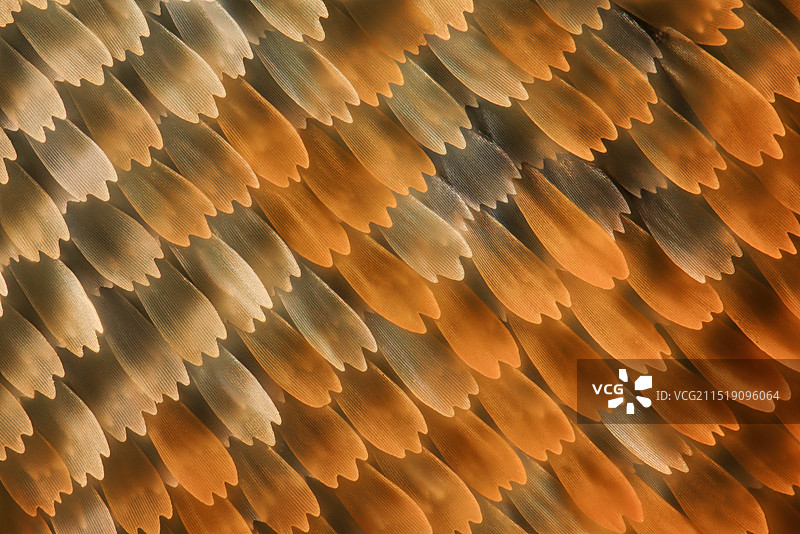 柑橘凤蝶蝶翅膀上的鳞片显微摄影图图片素材