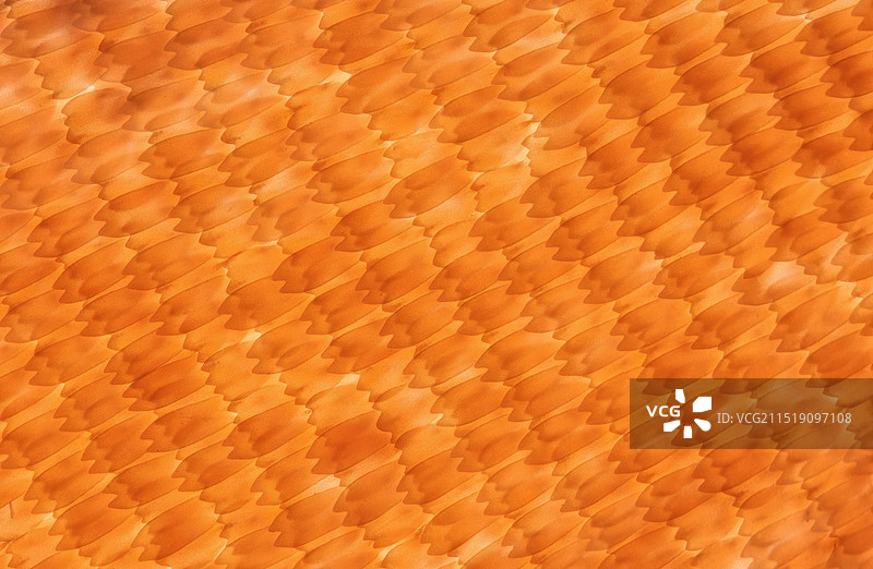 虎斑蝶翅膀上的鳞片显微摄影图图片素材