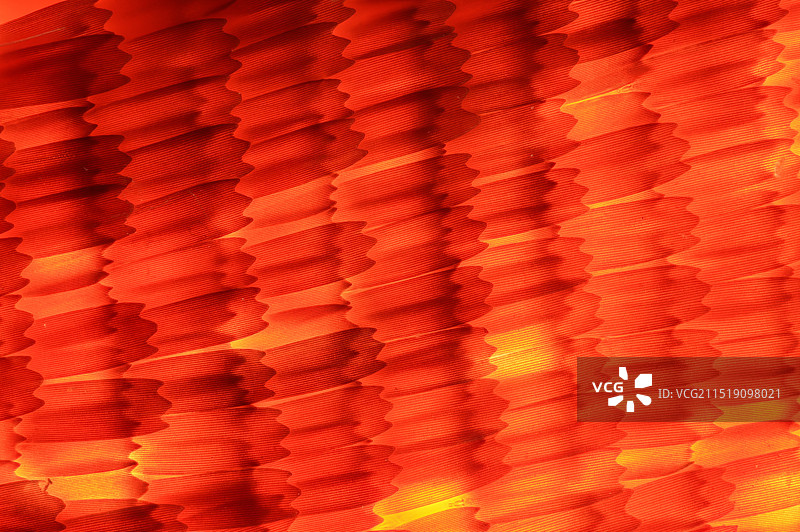 枯叶蝶翅膀上的鳞片显微摄影图图片素材