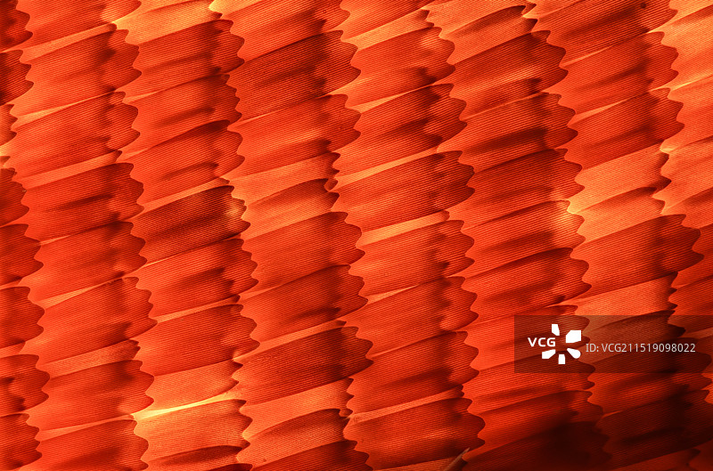 枯叶蝶翅膀上的鳞片显微摄影图图片素材