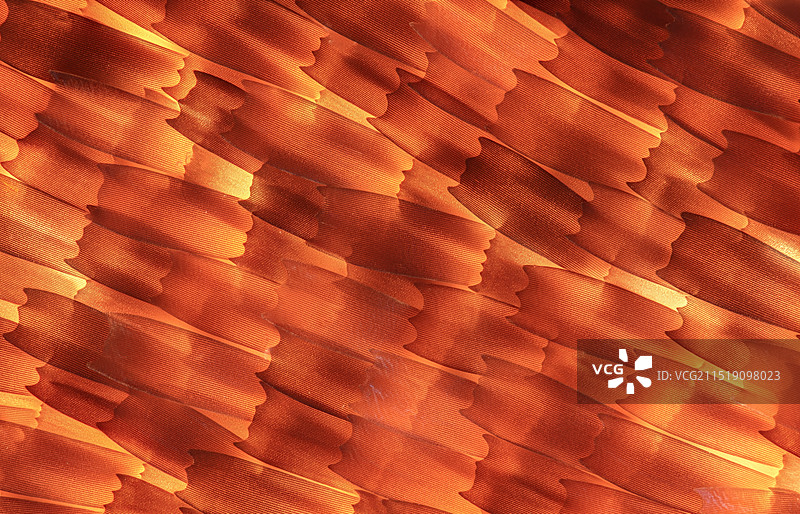 枯叶蝶翅膀上的鳞片显微摄影图图片素材