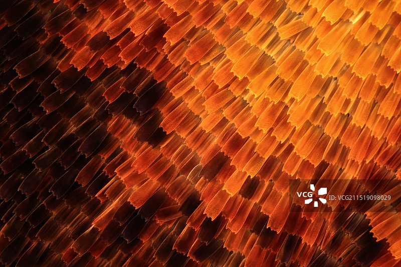 枯叶蝶翅膀上的鳞片显微摄影图图片素材