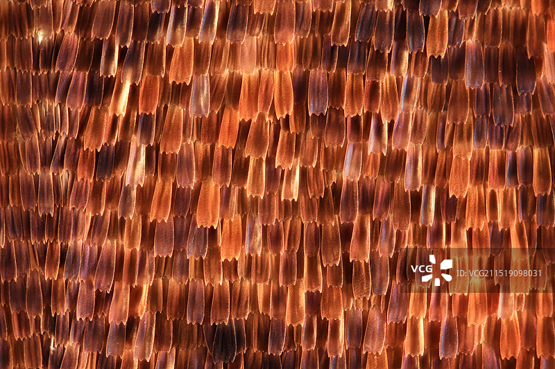 枯叶蝶翅膀上的鳞片显微摄影图图片素材