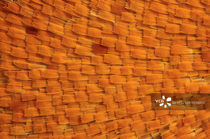 枯叶蝶翅膀上的鳞片显微摄影图图片素材