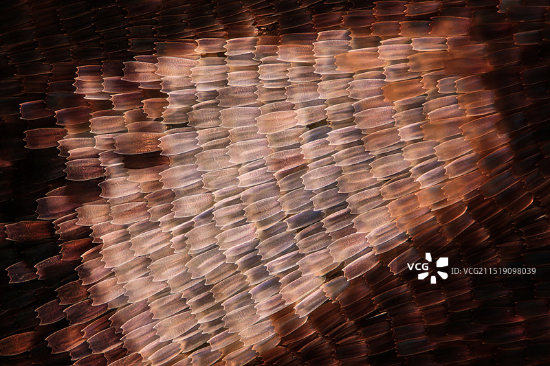 枯叶蝶翅膀上的鳞片显微摄影图图片素材