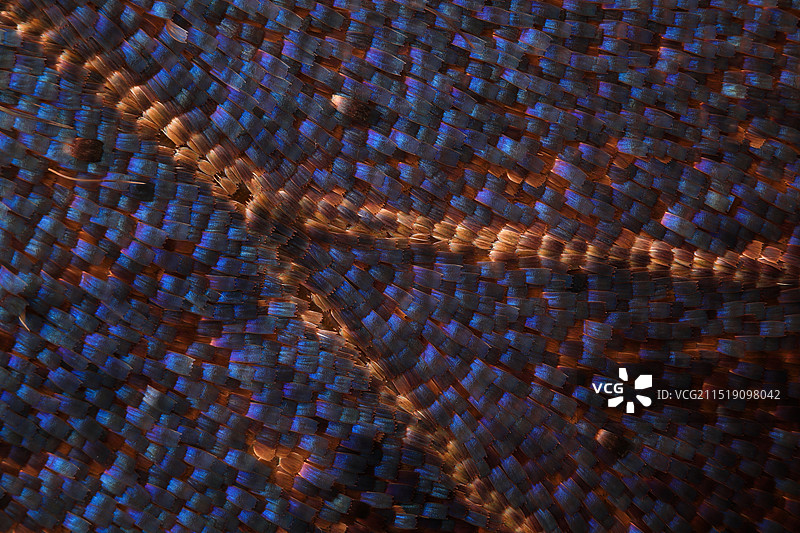 枯叶蝶翅膀上的鳞片显微摄影图图片素材