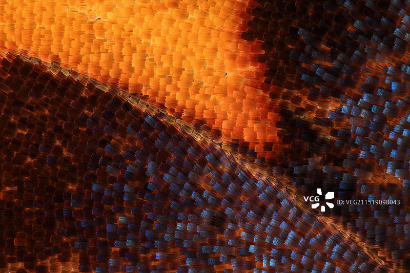 枯叶蝶翅膀上的鳞片显微摄影图图片素材