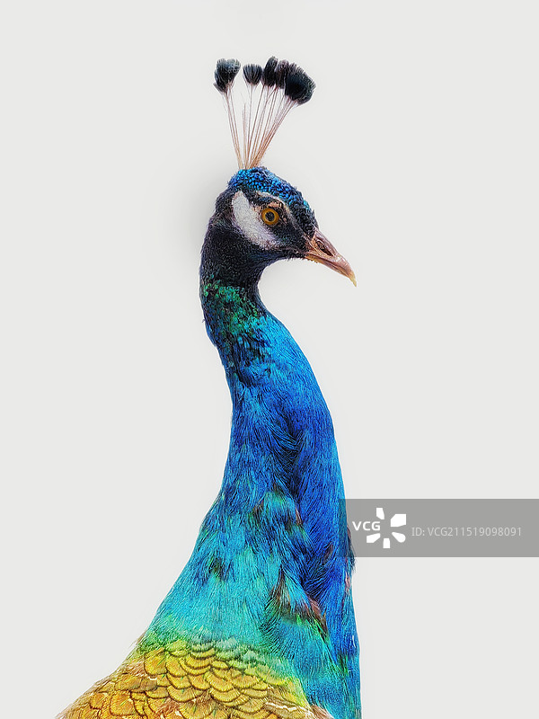 孔雀局部特效图片素材