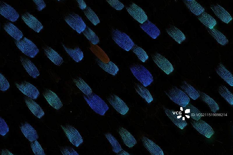 绿带翠凤蝶翅膀上的鳞片显微摄影图图片素材