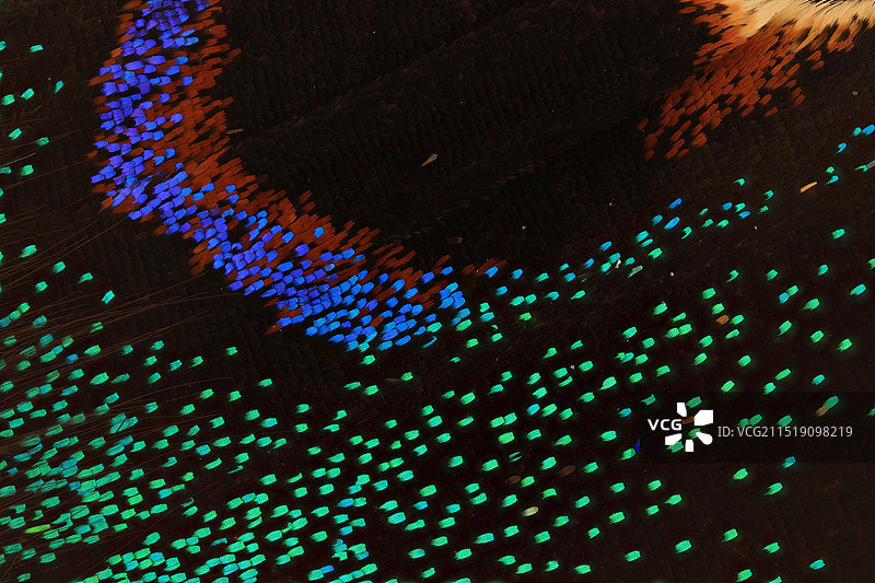 绿带翠凤蝶翅膀上的鳞片显微摄影图图片素材