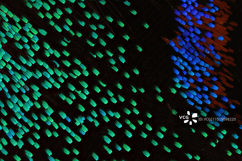 绿带翠凤蝶翅膀上的鳞片显微摄影图图片素材