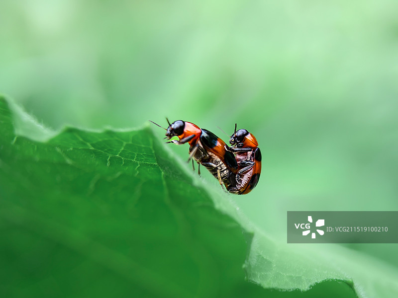 跟我走吧~瓢虫图片素材