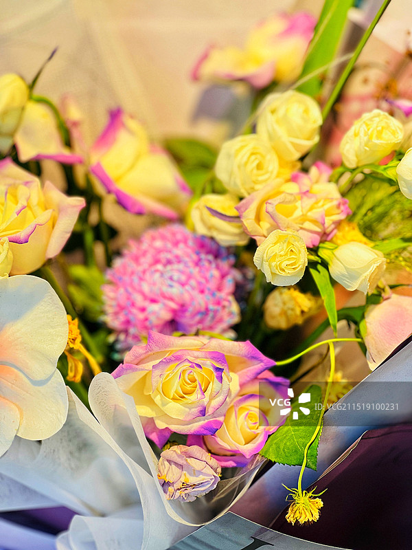 花儿为何如此美图片素材