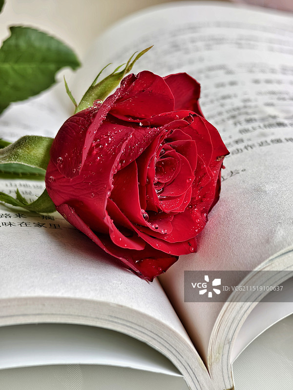 玫瑰（静物）图片素材