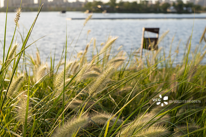 草地生长的特写镜头图片素材