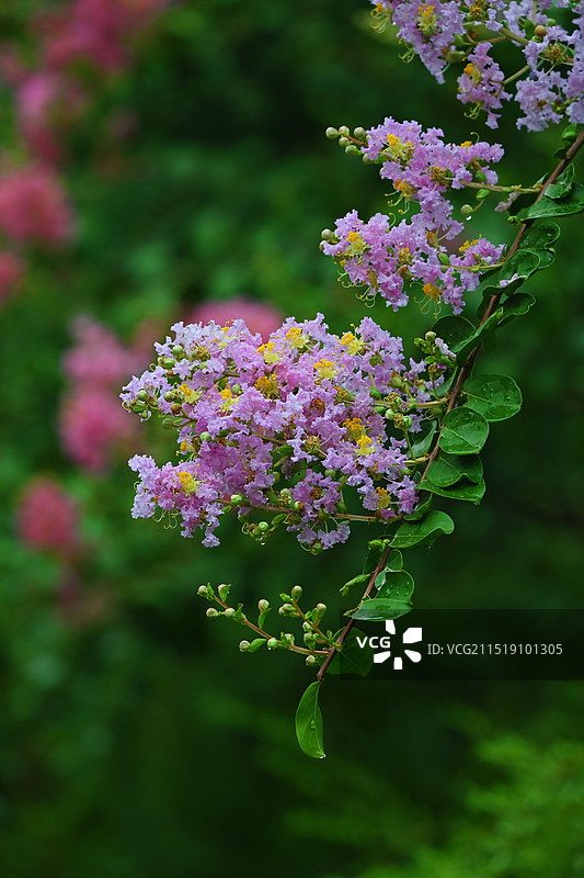 夏日公园里的紫薇花图片素材