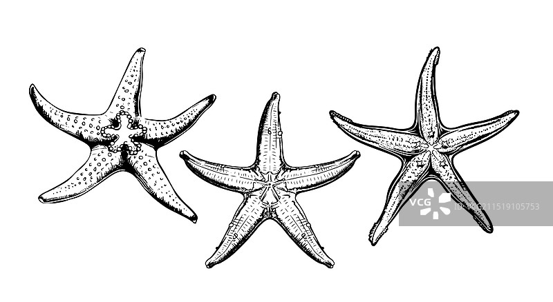 手绘海星草图海洋生物合集图片素材