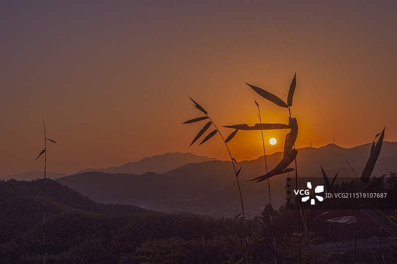 夕阳西下的天空衬托下竹子的轮廓图片素材