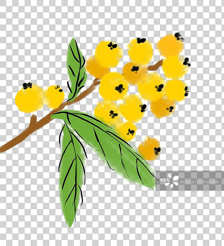 秋天，枇杷，果实，装饰元素，营养有机图片素材