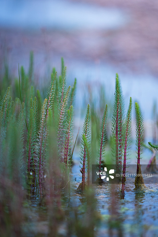 水中新鲜绿色植物的特写镜头图片素材