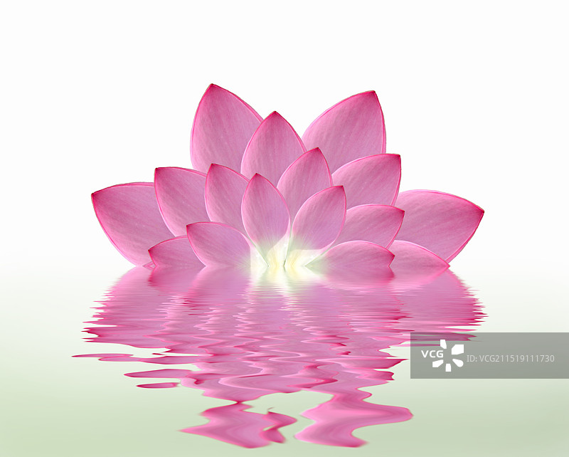 花卉特写，一瓣荷花，水，极简风格图片素材