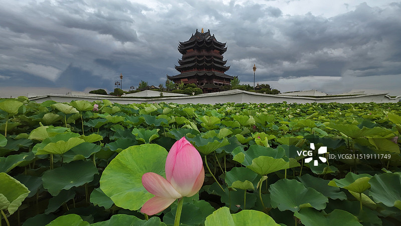 苏州重元寺观音塔下的荷塘中的荷花与荷叶图片素材