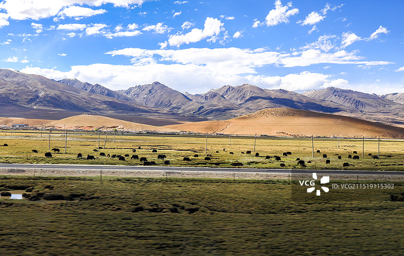 中国西藏安多县唐古拉山下羌塘草原上的牦牛图片素材