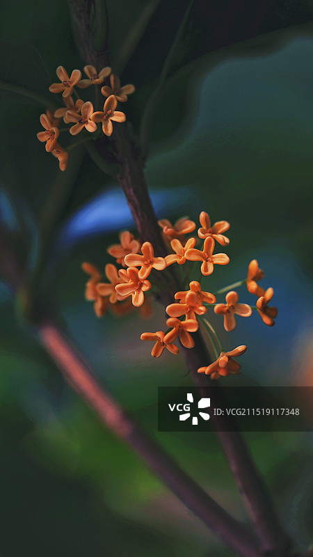 八月桂花香图片素材