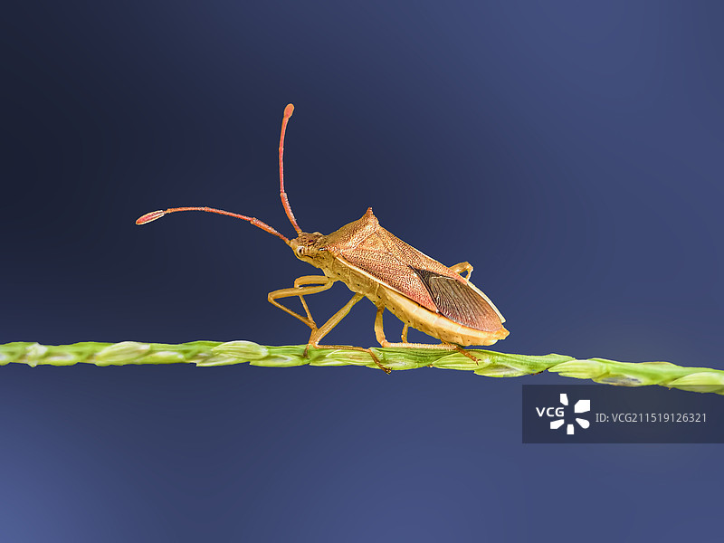 蝽虫过独木桥图片素材