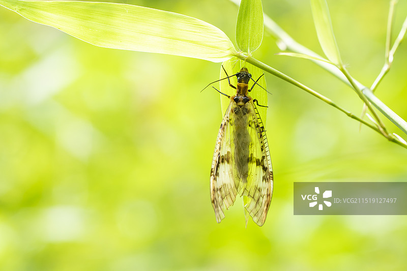 竹林里悬挂在竹叶上的鱼蛉图片素材