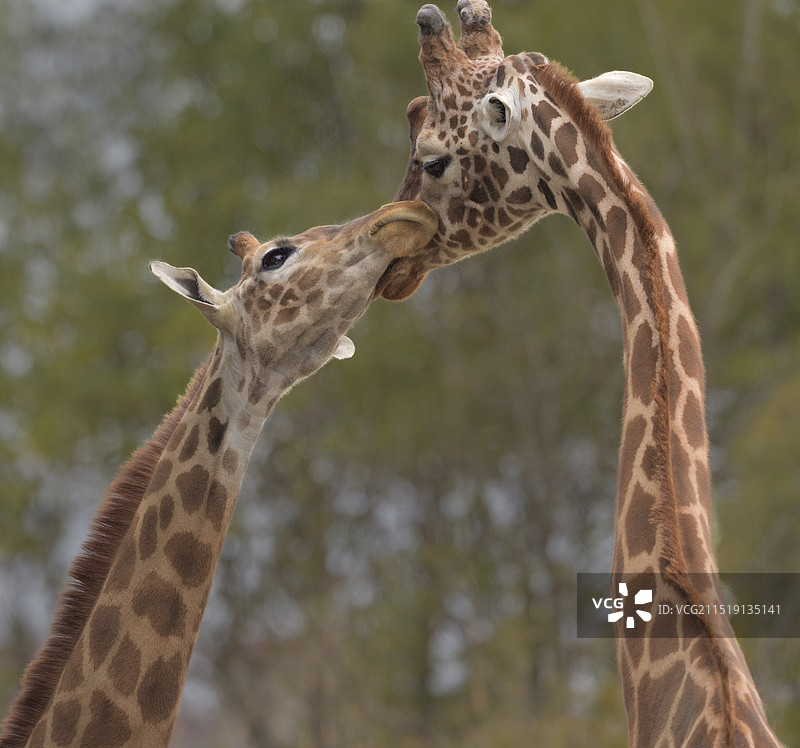 亲昵(马赛长颈鹿)图片素材