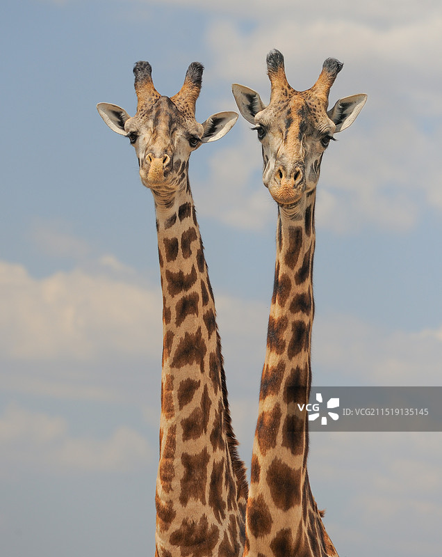 伴侣(马赛长颈鹿)图片素材