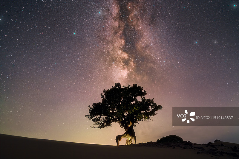 星辰下一棵动物造型的古树图片素材