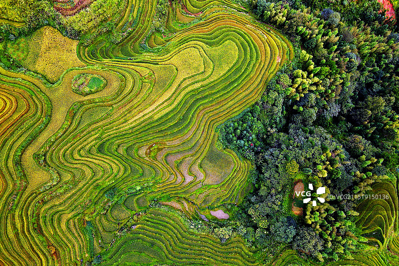 广西桂林龙脊梯田的线条图片素材