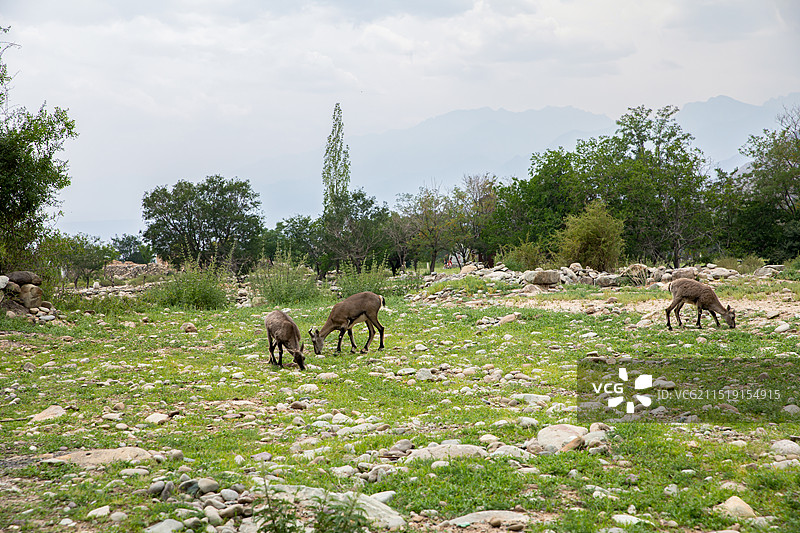 宁夏回族自治区银川市贺兰山岩画AAAA级旅游景区图片素材