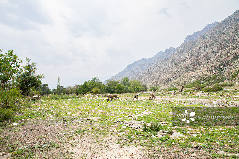 宁夏回族自治区银川市贺兰山岩画AAAA级旅游景区图片素材