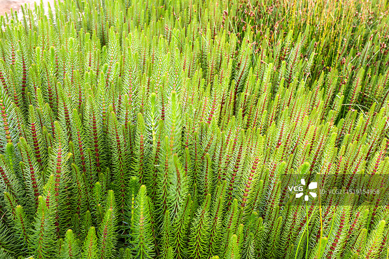 野草松针图片素材