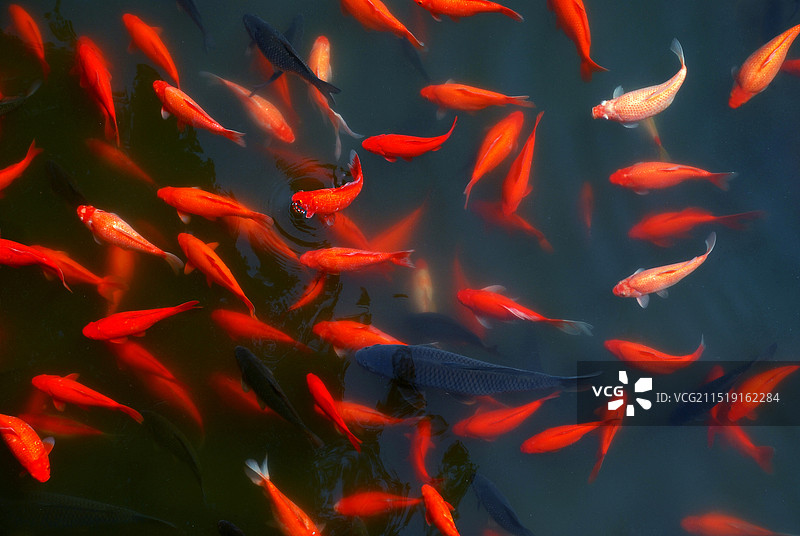 锦鲤鱼图片素材